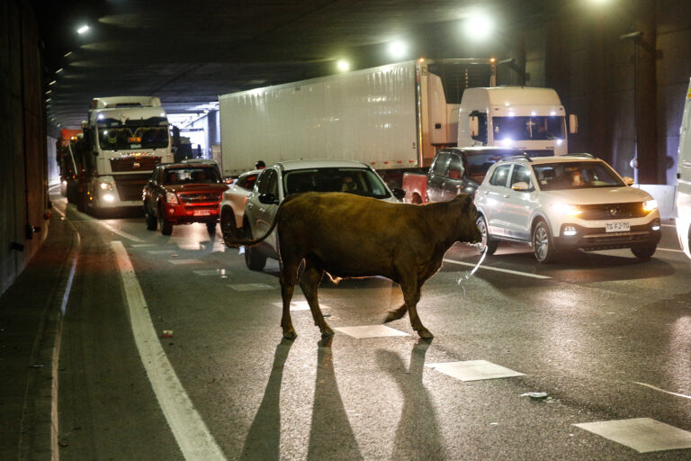 Camión robado volcó en General Velásquez: Transportaba animales y terminó con un novillo caminando por la autopista