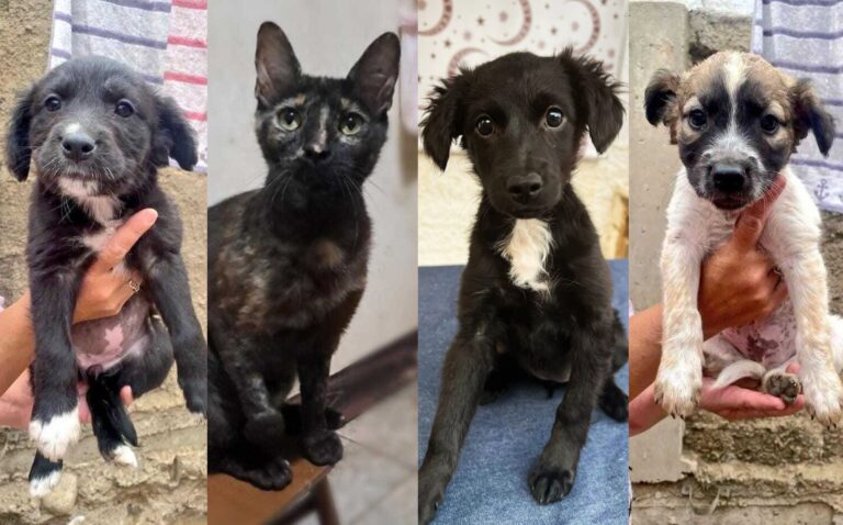 Incendios en Valparaíso: Realizarán jornada de adopción de animales rescatados en Mall Marina