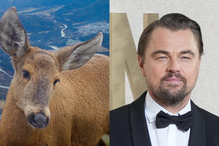“Chile te ama”: Leonardo DiCaprio se llena de elogios tras visibilizar la amenaza de extinción del huemul