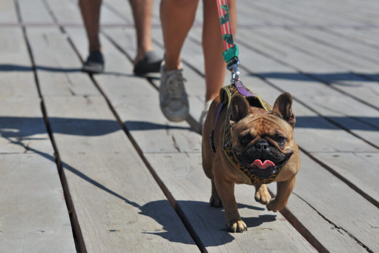 Muy temprano en la mañana o después de las 10 PM: Recomendaciones para el paseo seguro de perritos en verano