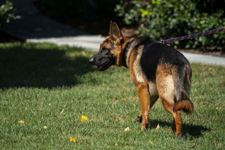 Commander, el perro de Joe Biden, mordió al personal del Servicio Secreto en al menos 24 oportunidades