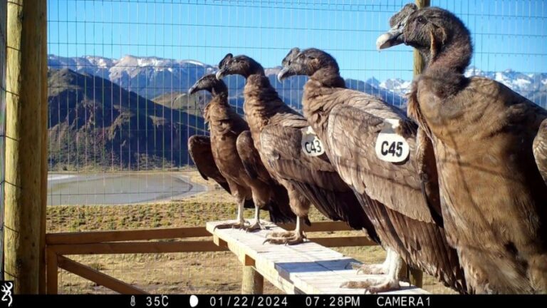 Liberan a cuatro cóndores andinos en el Parque Nacional Patagonia para su incorporación al medio silvestre