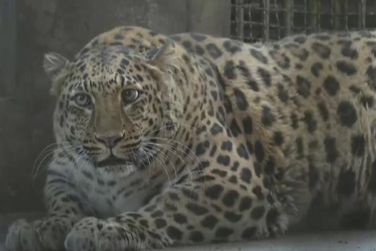 Zoológico de China pondrá a dieta a un leopardo obeso que causa furor entre los visitantes