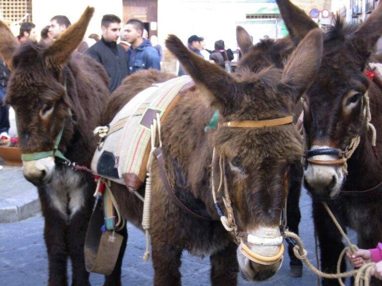 Salvan a más de 50 burros que fueron subastados en Italia: La mayoría habían sido declarados aptos para ser sacrificados