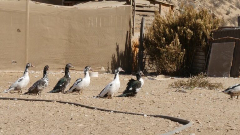 Sequía en Chile y la situación al límite en Coquimbo