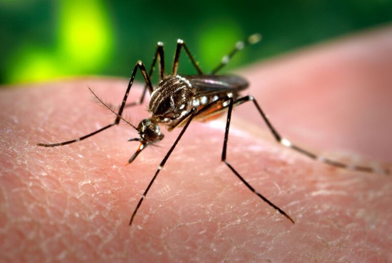 Confirman tres casos de dengue en Rapa Nui: Minsal adoptó medidas de aislamiento y seguimiento a pacientes