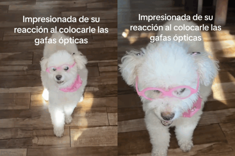 Mujer le fabricó lentes ópticos especiales a su perrita con cataratas