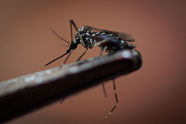 Confirman dos casos de dengue en consultorio de San Antonio