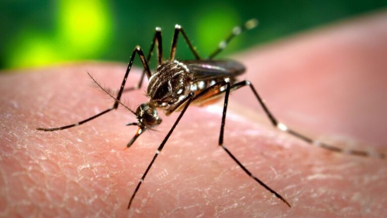 Dengue en Chile: Cómo se transmite y cuáles son los síntomas una vez contagiado