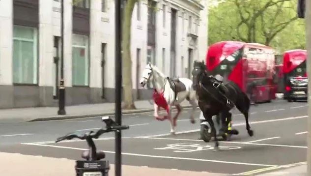 Caos en Londres: Caballos del ejército escaparon, chocaron contra autos e hirieron a personas