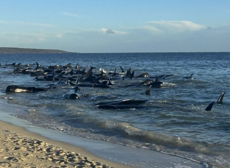 Más de 20 ballenas murieron tras quedar varadas en una playa australiana: 130 lograron volver al mar
