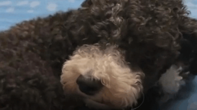 Colmevet presenta querella por maltrato animal contra hombre que lanzó un perro desde piso 12 en Santiago