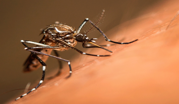 Minsal detalla qué medidas sanitarias se están implementando para impedir la propagación del dengue en Chile