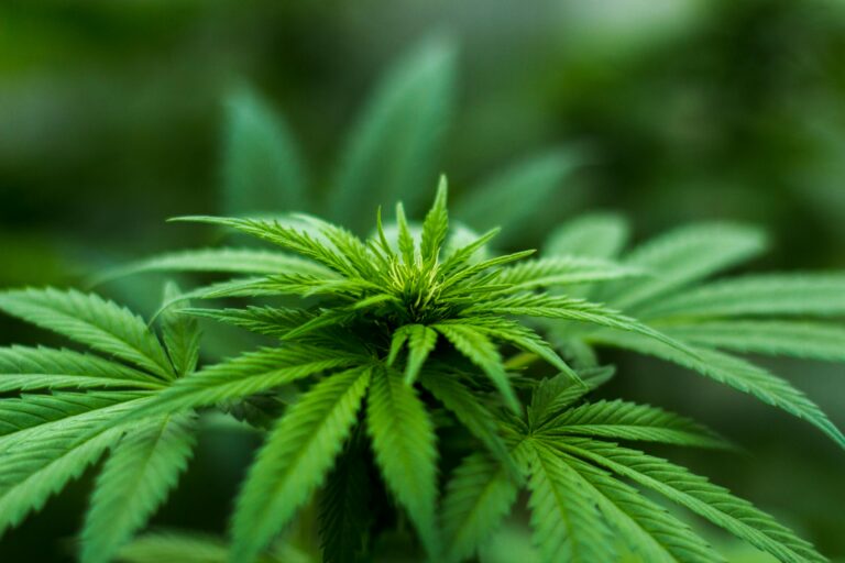 4/20, día de la marihuana: ¿Qué dice la ciencia sobre su consumo?