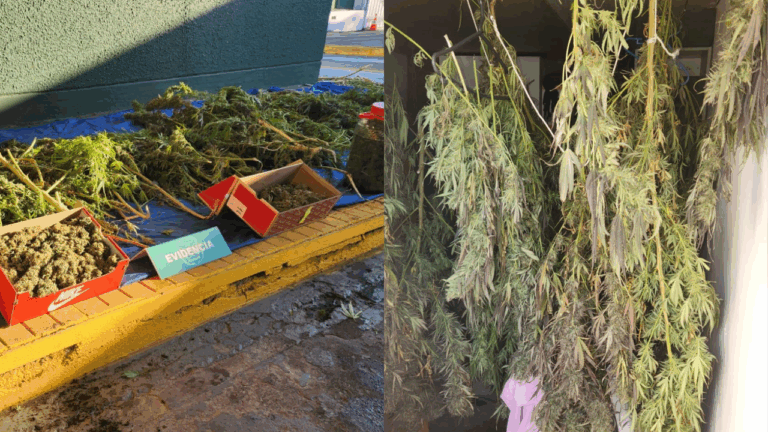 Incendio en El Bosque dejó al descubierto importante cultivo de marihuana al interior de una casa