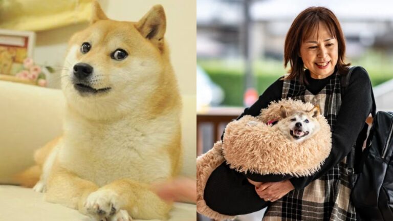 Kabosu, la perrita del meme Doge, murió a los 18 años