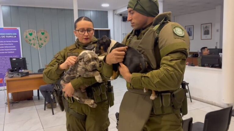 Detienen a sujeto que había robado dos perritos en Conchalí
