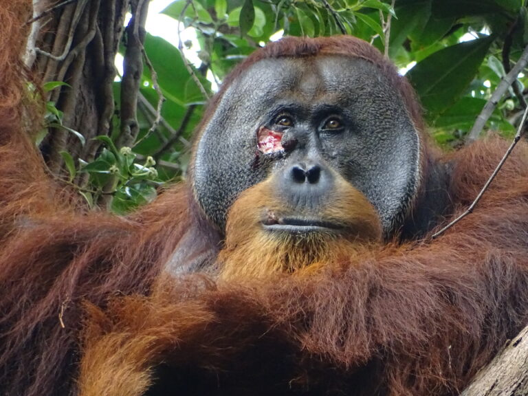 Indonesia: Captan a un orangután curándose una herida con una planta medicinal