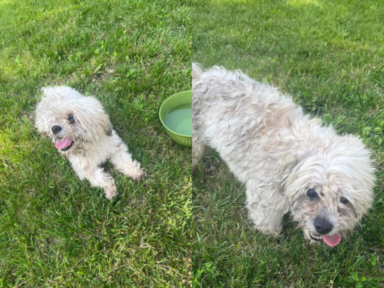Indignación en Estados Unidos: Policía mató a tiros a un perro tras pensar que tenía rabia, pero en realidad era sordo y ciego
