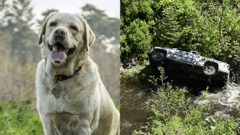 Perrito recorrió 6 kilómetros para conseguir ayuda para su dueño que se accidentó en un barranco de Estados Unidos