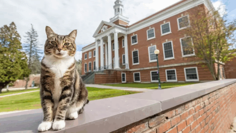 Universidad de Vermont otorga Doctorado en Literatura a Max, el gato del campus