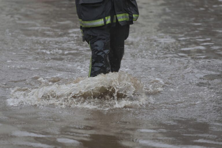 Dos pumas murieron ahogados: Colmevet calcula dos mil animales afectados por sistema frontal en Biobío