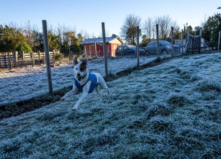 Médico veterinario entrega recomendaciones: ¿Cómo proteger a las mascotas en invierno?