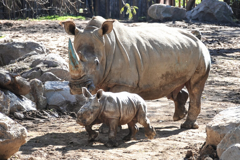 Nace en zoológico chileno la tercera cría de rinoceronte blanco de Sudamérica: 