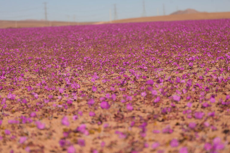 Sorpresa en Atacama: Estas son las bellas postales que ha dejado el adelanto del Desierto Florido en el norte