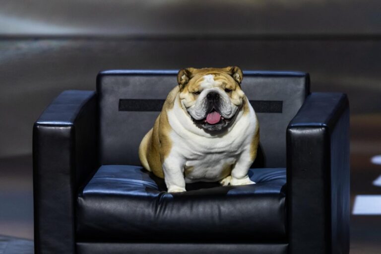 Babydog, la bulldog de un gobernador que opacó durante unos minutos a Trump en la Convención Republicana