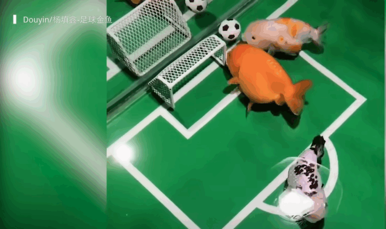 ¿Hay peces que saben jugar fútbol?: El video viral que apoya la postura de la ONG Veg en la Ley de Pesca