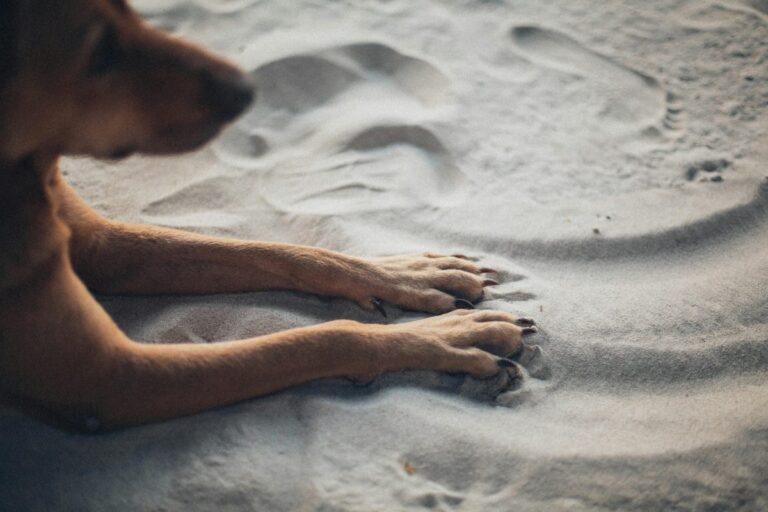 Los ladridos de un perro durante tres días permitieron rescatar a una anciana con demencia perdida en una montaña de Utah