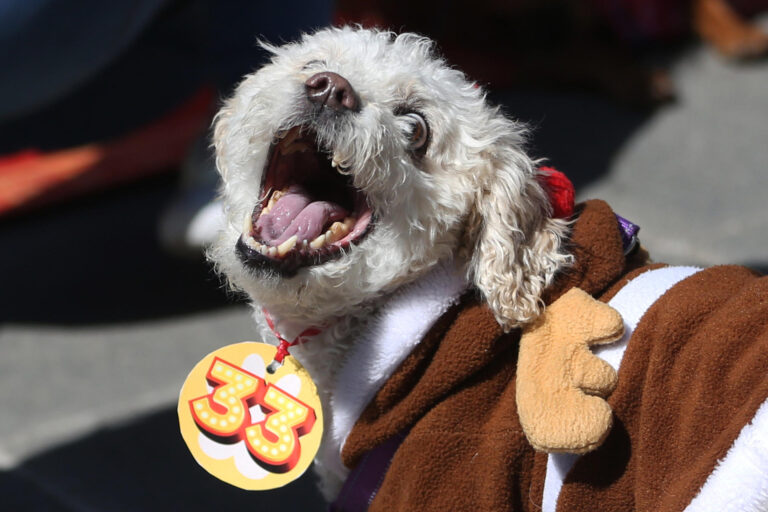 Con disfraces de mineros y faraones se vivió en Bolivia otro Día de San Roque, patrono de los perros