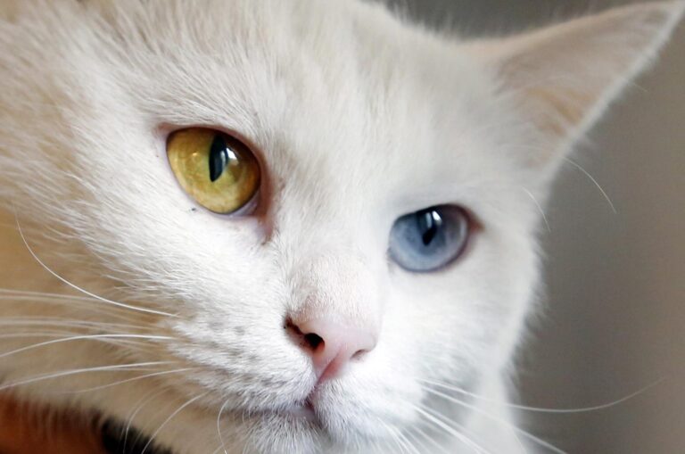Día del gato: ¿Por qué se celebra este 8 de agosto y también otras dos veces en el año?