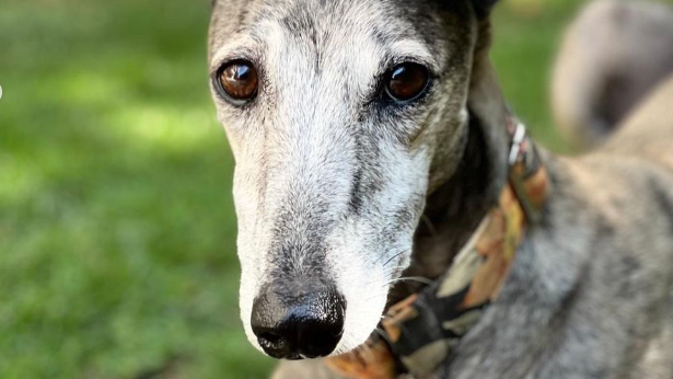 La intensa búsqueda de Julieta, la perrita galga que se escapó de un hotel canino tras las fuertes lluvias