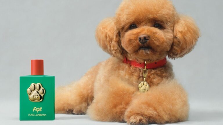 Dolce & Gabbana lanza una nueva fragancia para perros: Este es su precio