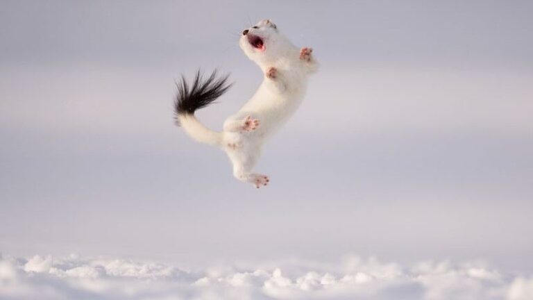 Las impresionantes imágenes que compiten en el concurso Wildlife Photographer of the Year