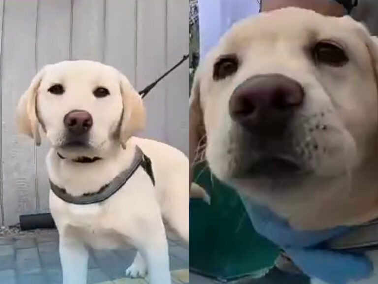 Bienvenidos Morro y Ross: SAG presenta nuevos perritos detectores para fortalecer la seguridad fronteriza