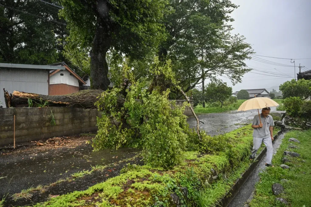 Un hombre camina junto a un árbol caído por los fuertes vientos del tifón Shanshan en Usa, prefectura de Oita, Japón, el 29 de agosto de 2024. (Crédito: Yuchi Yamazaki/AFP/Getty Images)