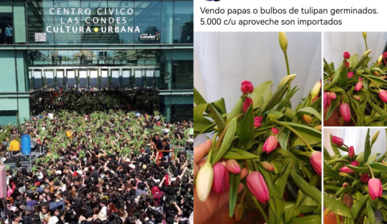 Acusan venta online de los tulipanes entregados gratis en caótica celebración del Día del Tulipán en Las Condes