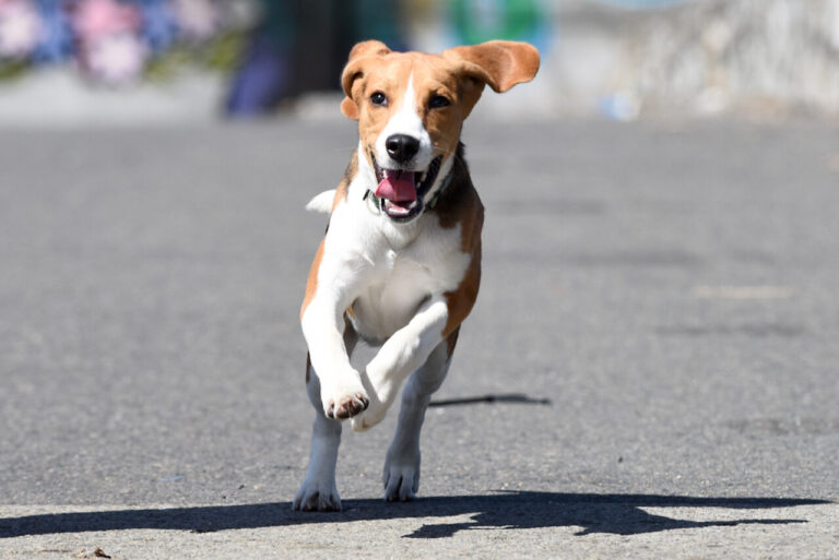 Experto advierte que no hay que vestir a los perros de huaso, ya que podría ser perjudicial para su salud