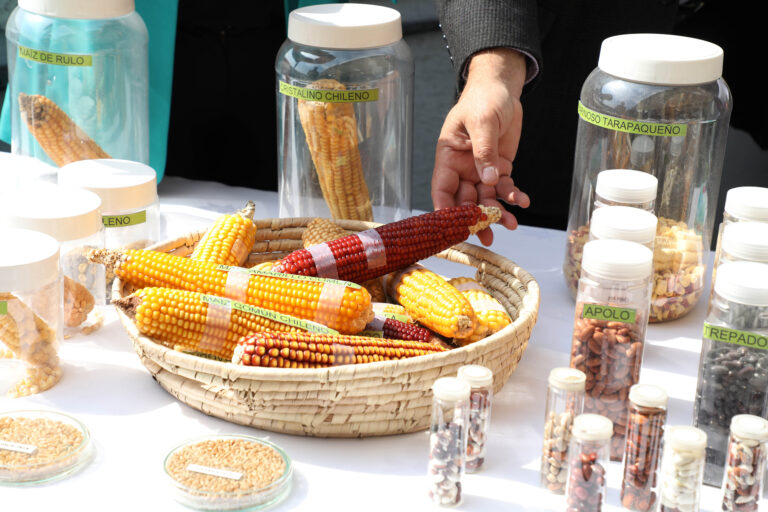 Soy nutricionista y estos son los múltiples beneficios para la salud de una poco conocida semilla