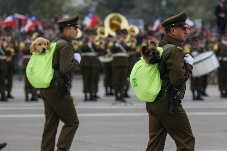 La preparación de los cachorros para la Parada Militar: ¿Cómo enfrentan la multitud y los ruidos?