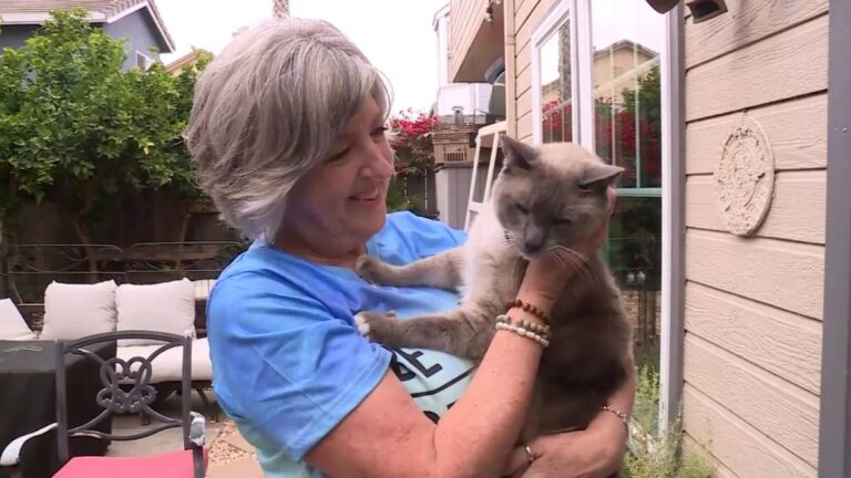 Rayne Beau: El gato que se perdió y viajó más de 1.500 kilómetros para volver a su casa