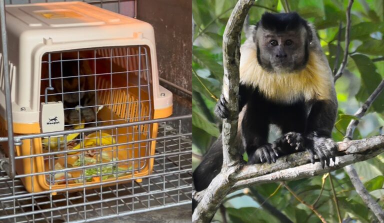 Logran capturar a Mono Cai que había escapado de un zoológico en Quilpué: Alcaldesa asegura que 