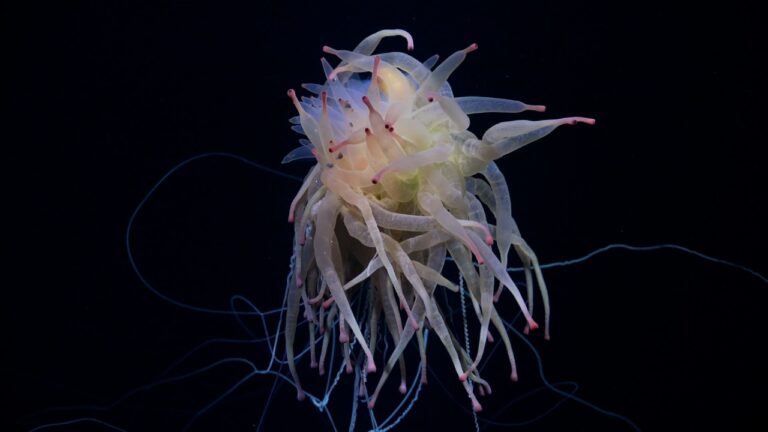 Encuentran “monstruo spaghetti” y otros animales poco comunes en montaña submarina que está cerca de Chile