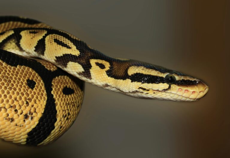 Alerta en Valparaíso por serpiente pitón que lleva una semana perdida: Esto es lo que sabemos