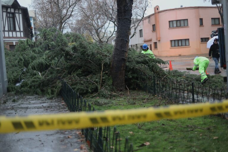 Le cayó un árbol encima y quedo parapléjico: Trabajador denuncia a la Municipalidad de Santiago y exige $400 millones
