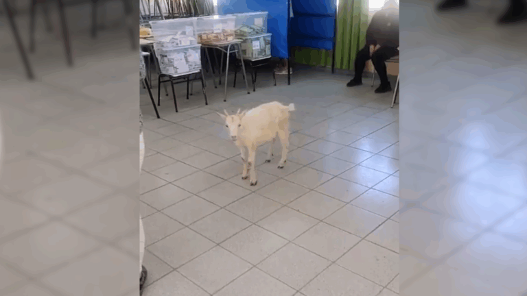 Hasta los chivos hacen fila: Cabra irrumpe en un local de votación del Maule en plena jornada de elecciones