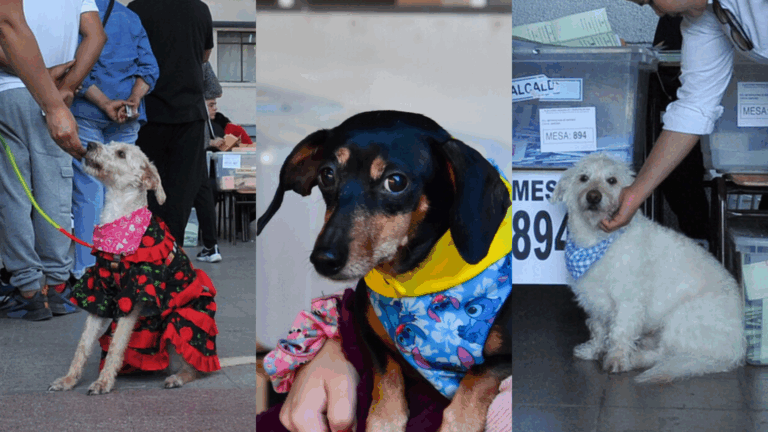 Fotos | Perritos dijeron presente en las Elecciones 2024: Acompañaron a sus dueños a votar